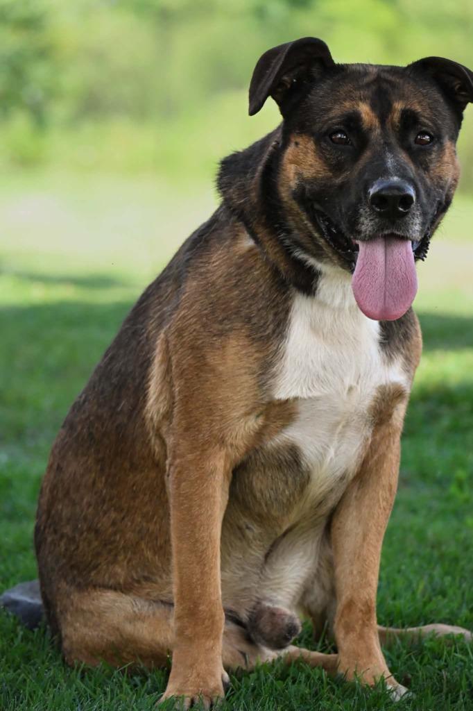 Boscoe, Adoptable, Young Male Mixed Breed.