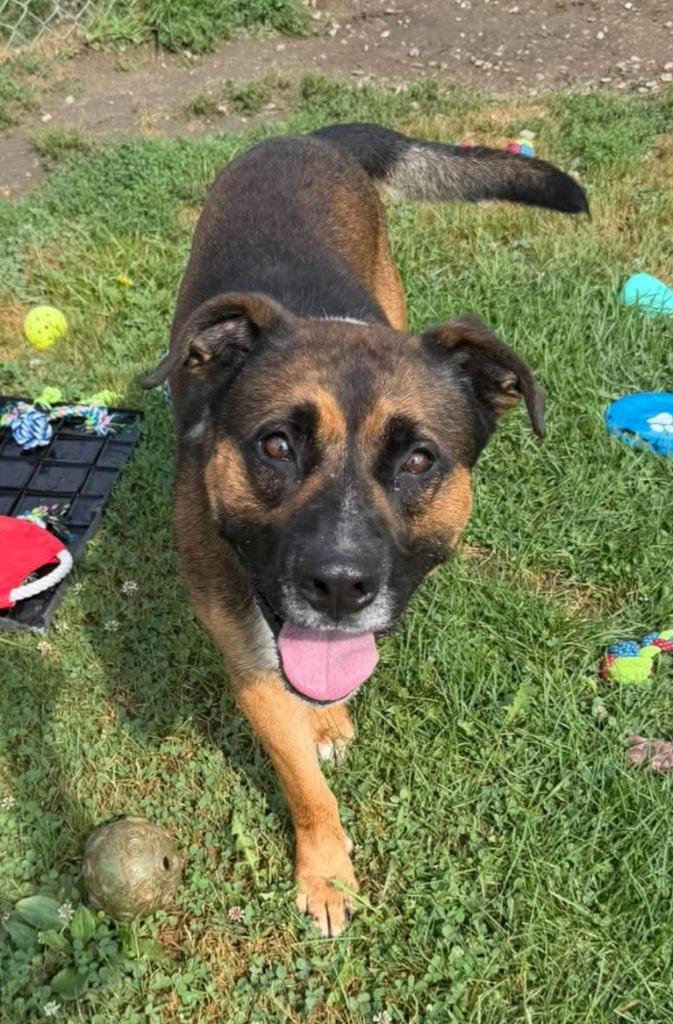 Boscoe, a Adoptable Mixed Breed in Lagrange, IN image 2/6