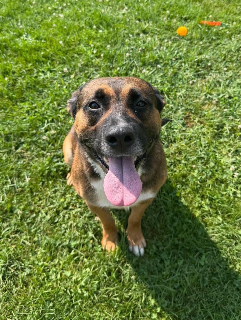 Boscoe, a Adoptable Mixed Breed in Lagrange, IN image 3/6