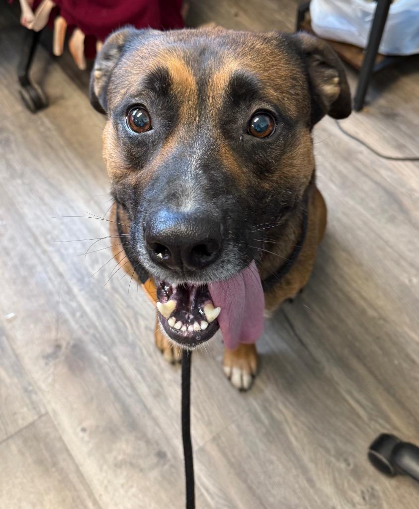 Boscoe, a Adoptable Mixed Breed in Lagrange, IN image 4/6