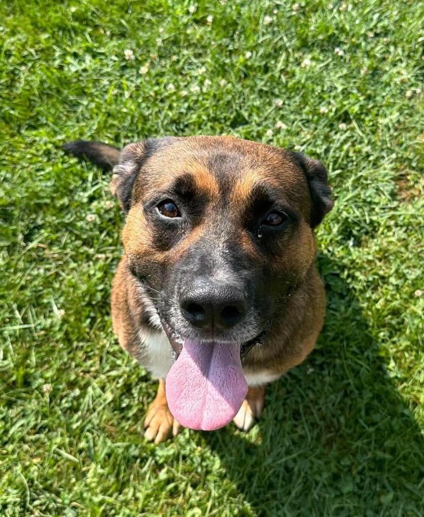 Boscoe, a Adoptable Mixed Breed in Lagrange, IN image 5/6