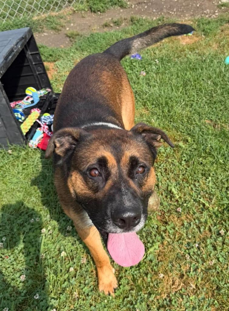Boscoe, a Adoptable Mixed Breed in Lagrange, IN image 6/6