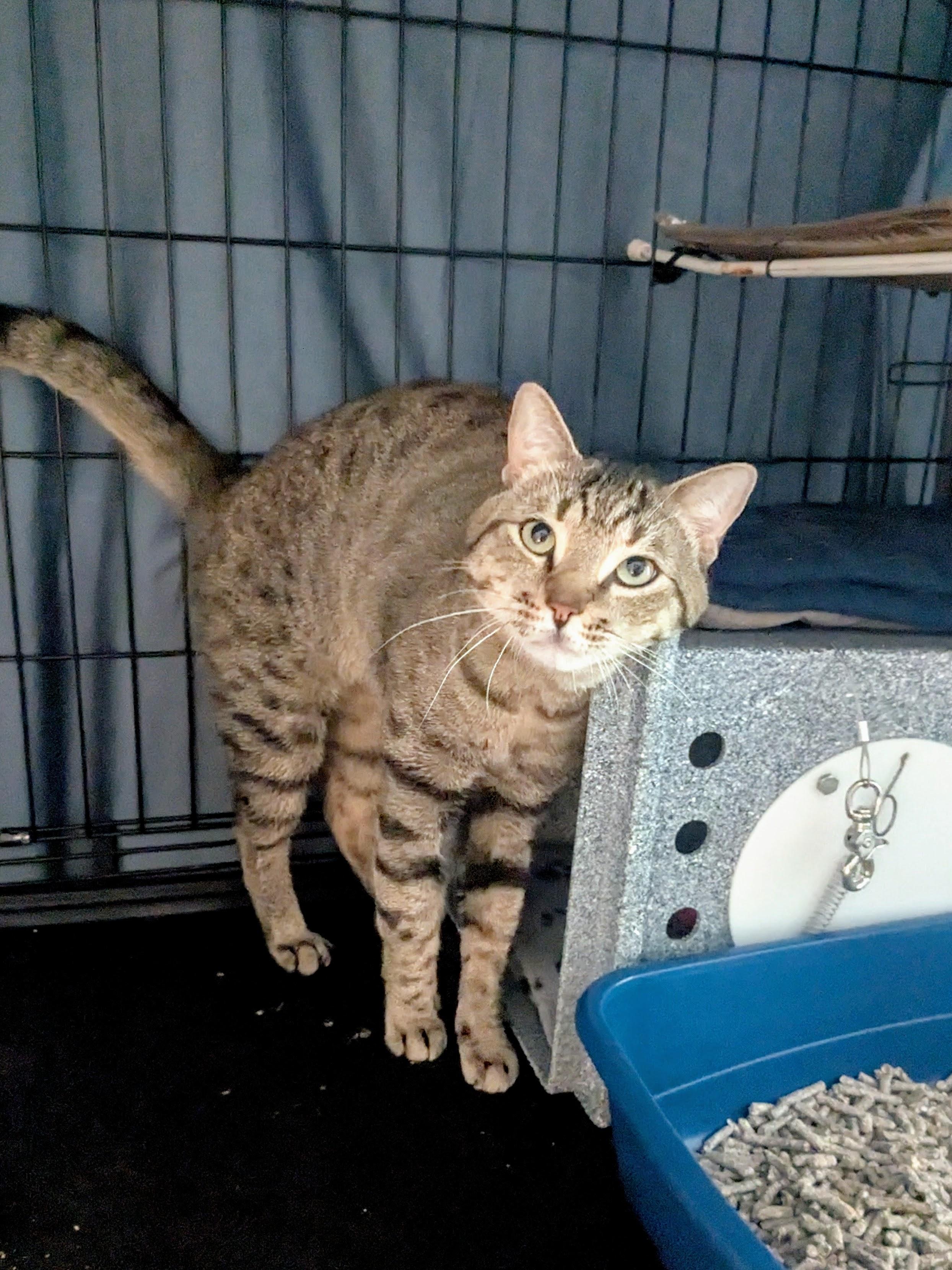 Ferdinand, an adoption pending American Shorthair in Brooklyn, NY image 1/5