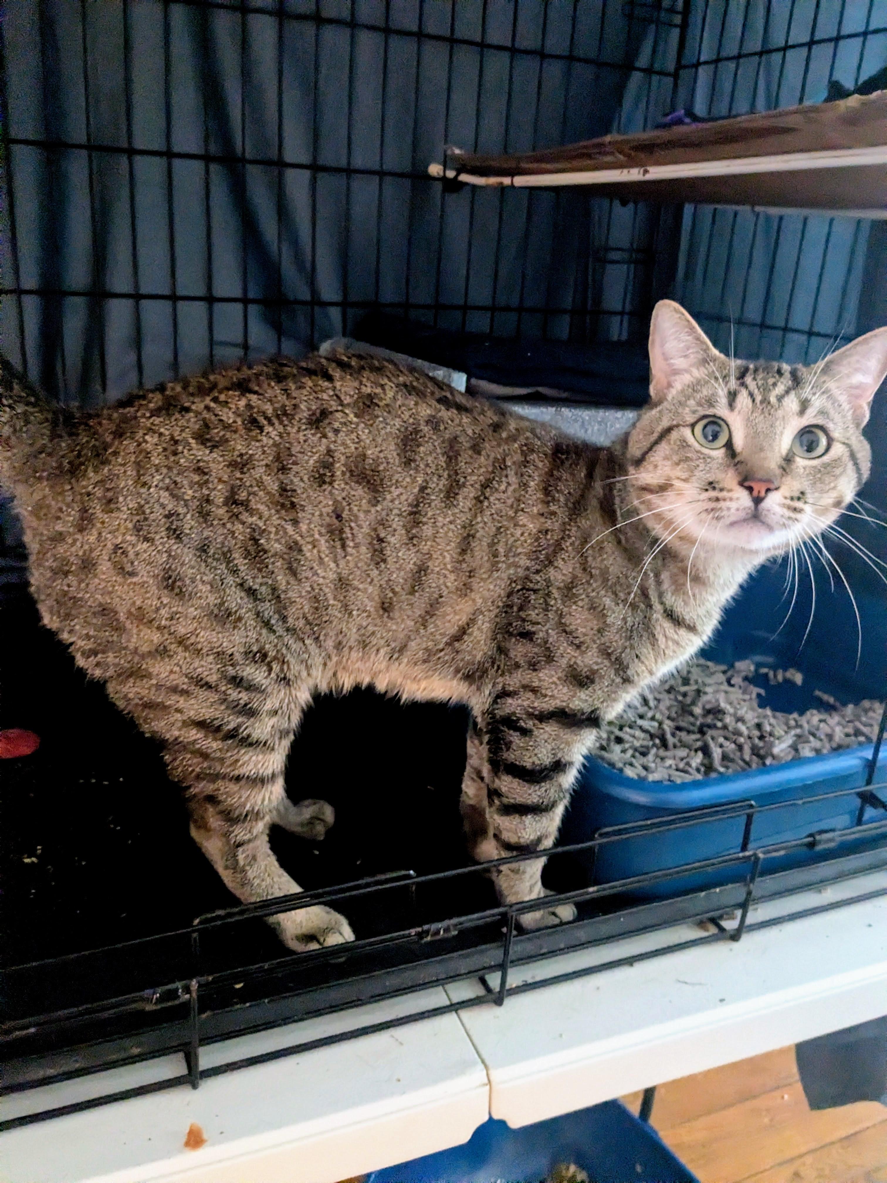 Ferdinand, an adoption pending American Shorthair in Brooklyn, NY image 2/5