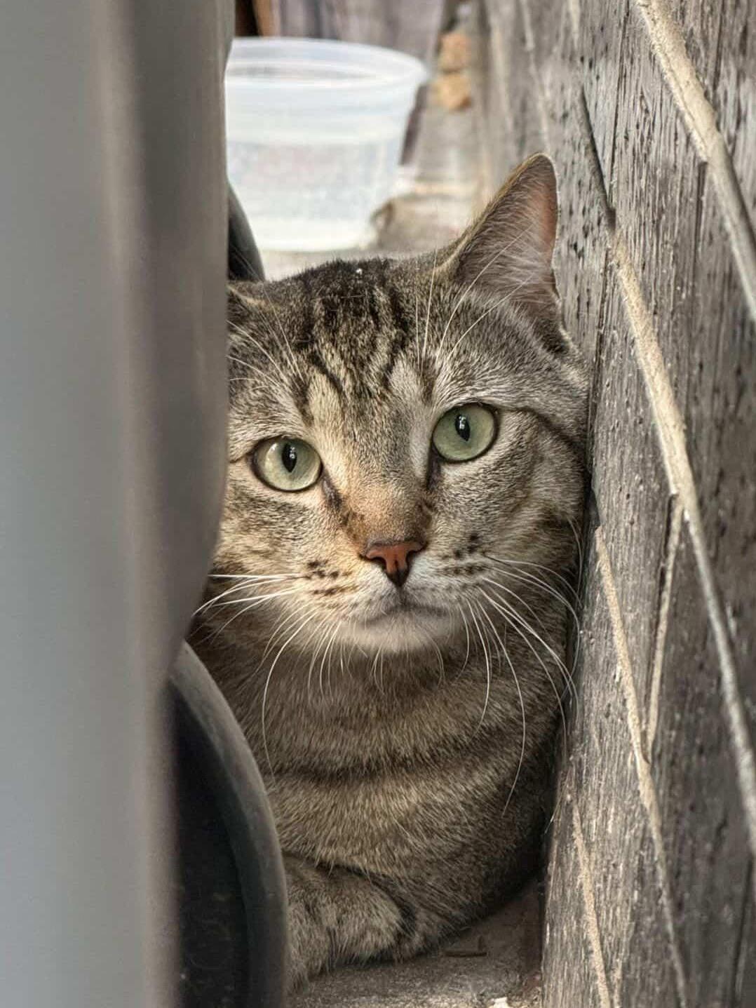 Ferdinand, an adoption pending American Shorthair in Brooklyn, NY image 3/5