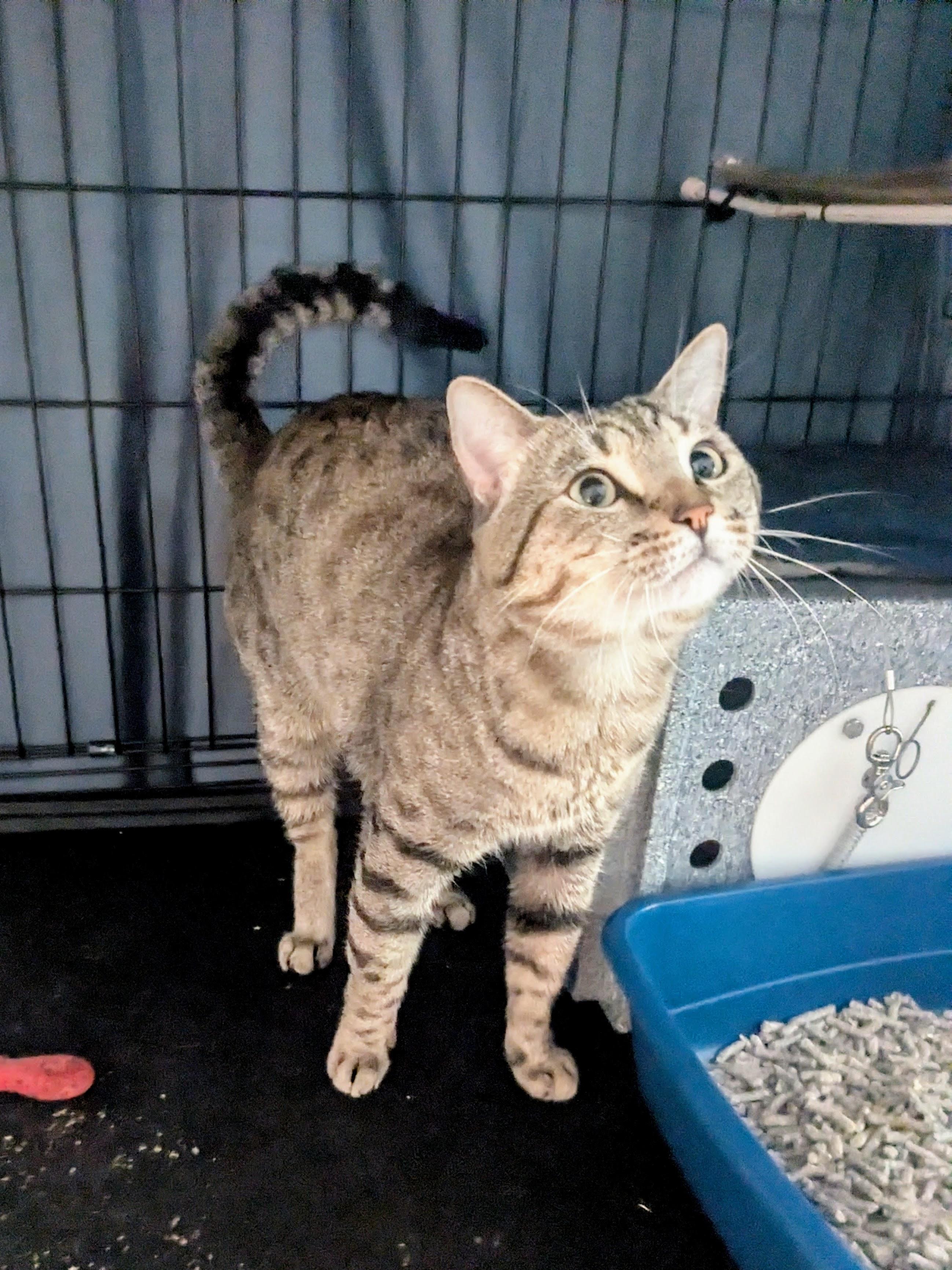 Ferdinand, an adoption pending American Shorthair in Brooklyn, NY image 4/5