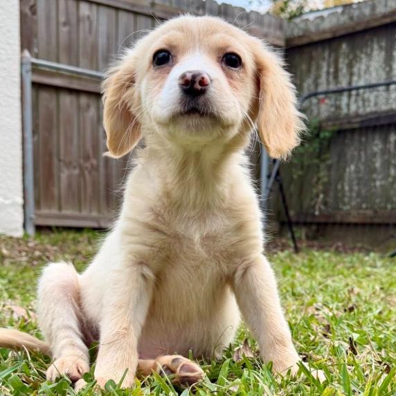 Marigny, Adoptable, Puppy Female Australian Shepherd & Brittany Spaniel.