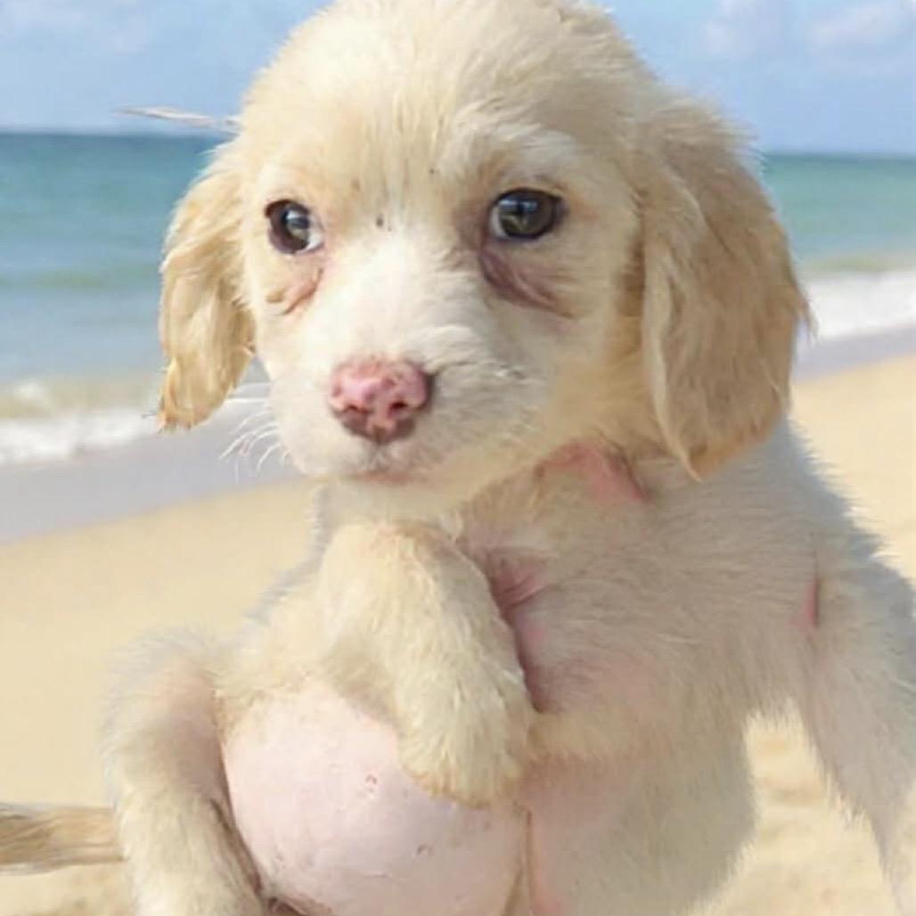 Enlarge Marigny, a Adoptable mixed breed in Baton Rouge, LA image 2/2