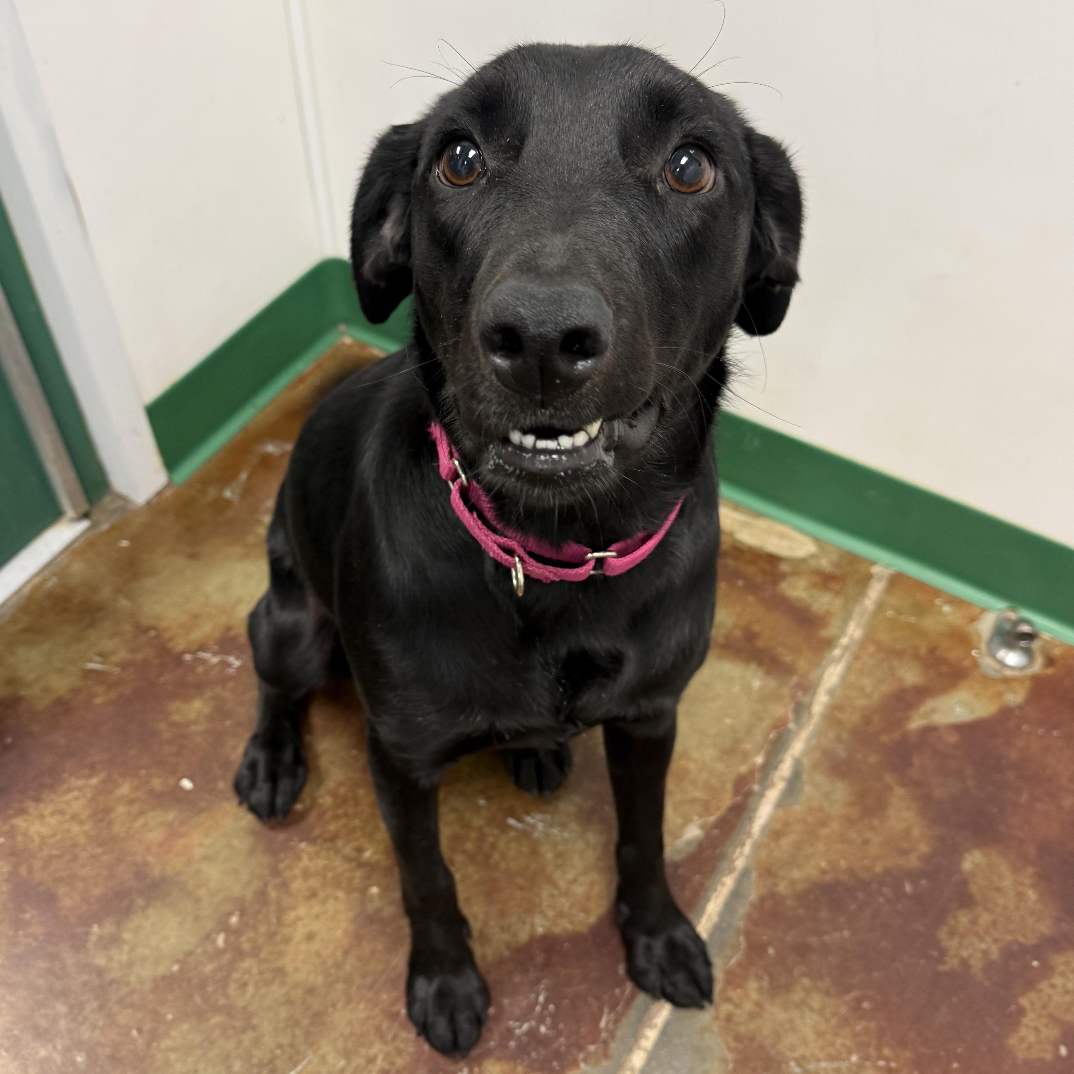 Harley, an adoptable mixed breed in Springfield, MO image 2/5