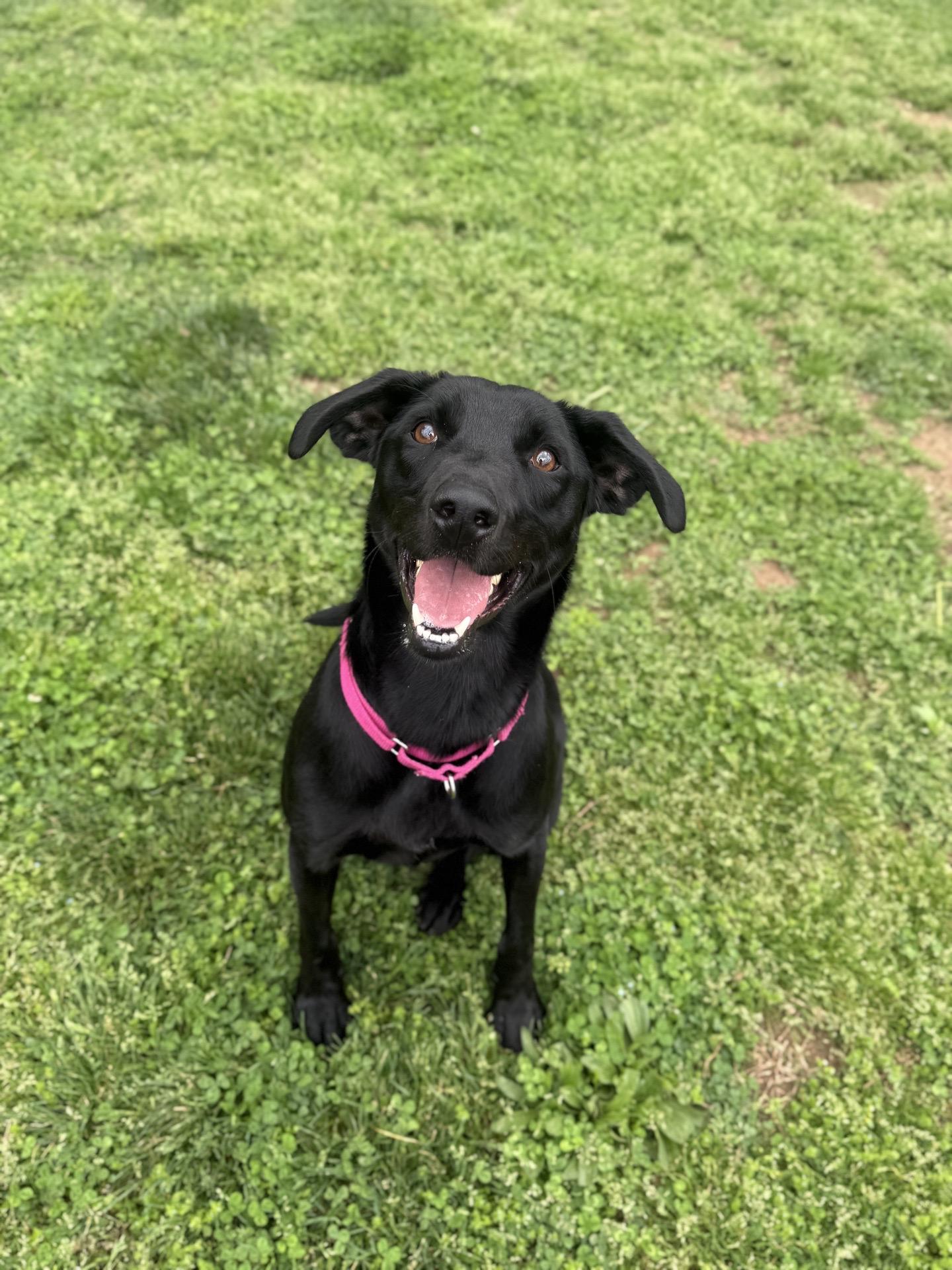Harley, an adoptable mixed breed in Springfield, MO image 5/5