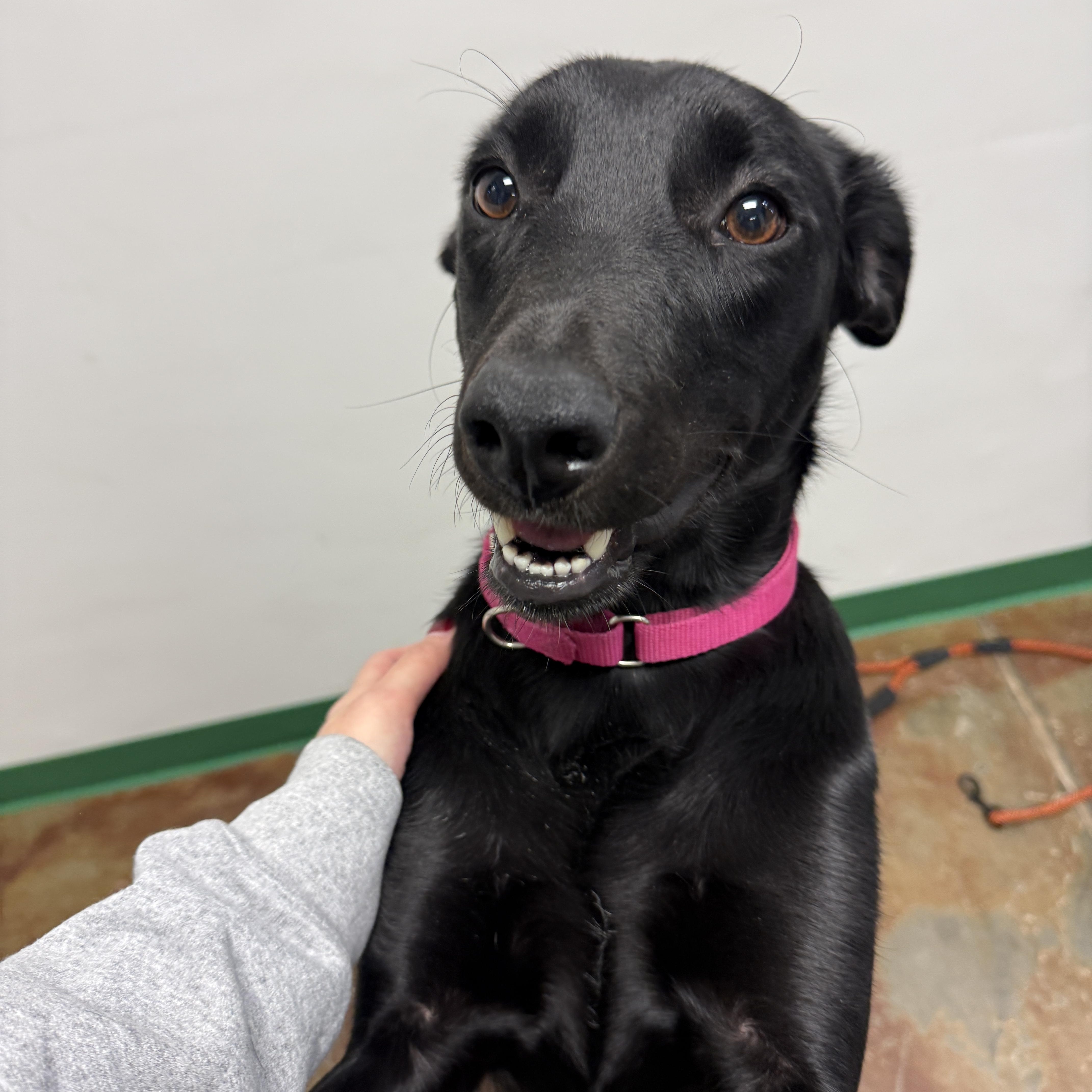 Harley, an adoptable mixed breed in Springfield, MO image 4/5