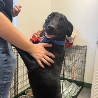 Harley, an adoptable mixed breed in Springfield, MO image 3/5