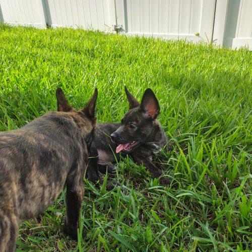 Enlarge Max, a Adoptable Belgian Shepherd / Malinois in Fort Lauderdale, FL image 1/2