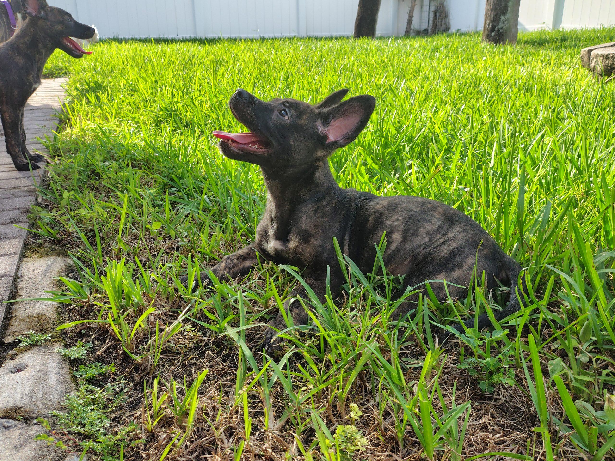 Enlarge Max, a Adoptable Belgian Shepherd / Malinois in Fort Lauderdale, FL image 2/2