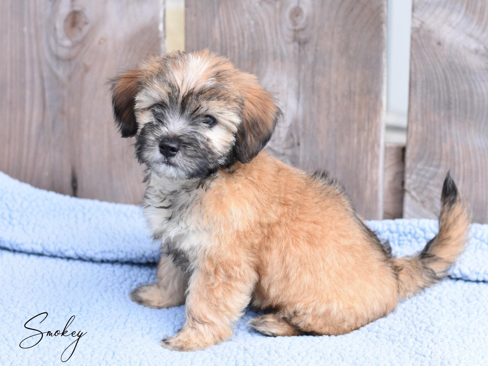 Smokey, Adopted, Puppy Male Cairn Terrier & Maltese.