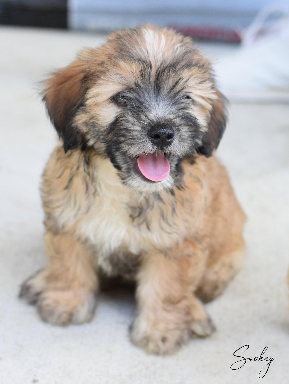 Smokey, a Adopted mixed breed in Montgomery, TX image 2/3