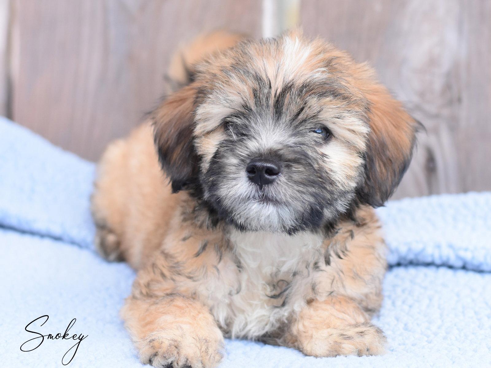 Smokey, a Adopted mixed breed in Montgomery, TX image 3/3