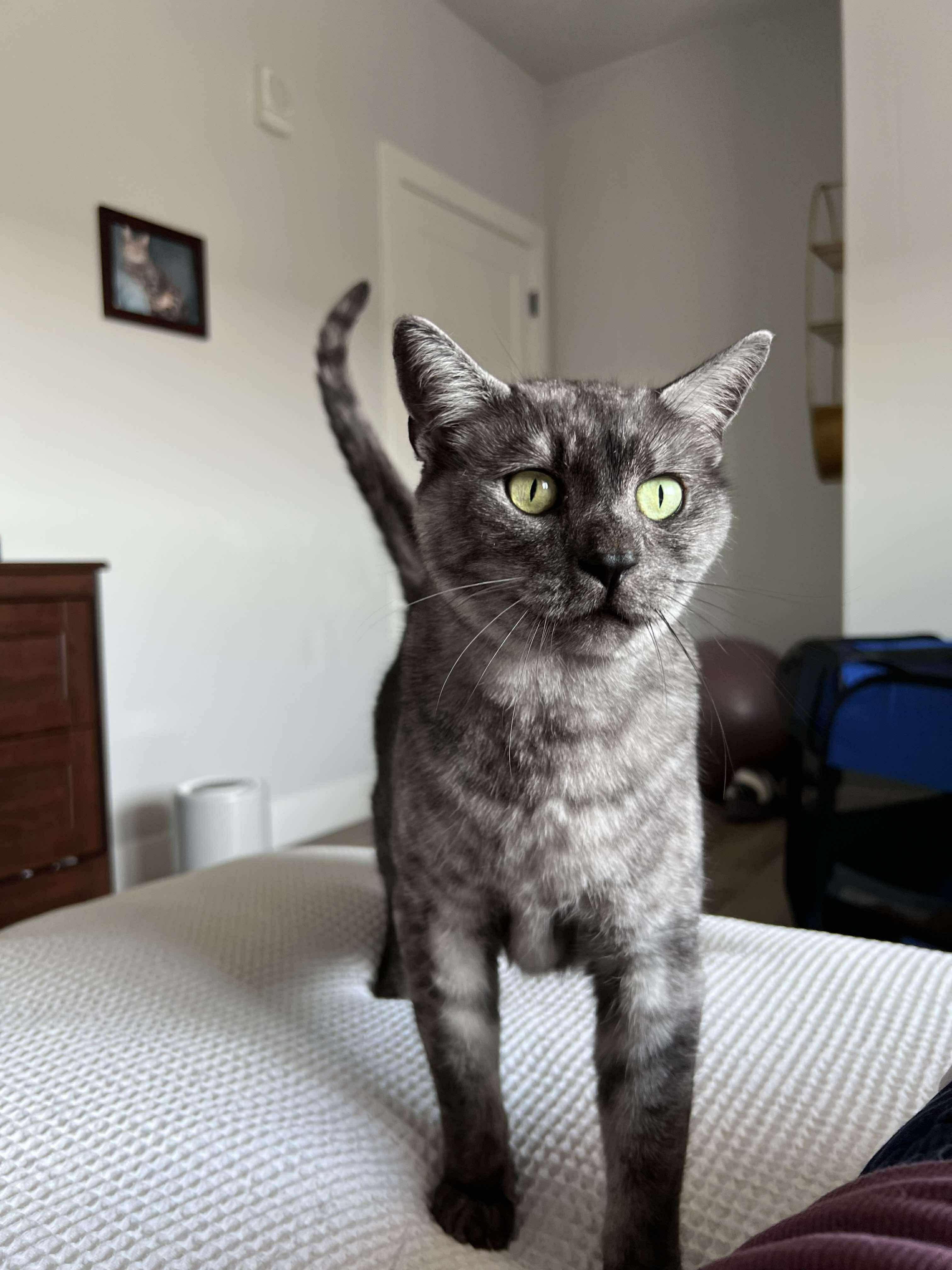 Otis, Senior Male Domestic Short Hair