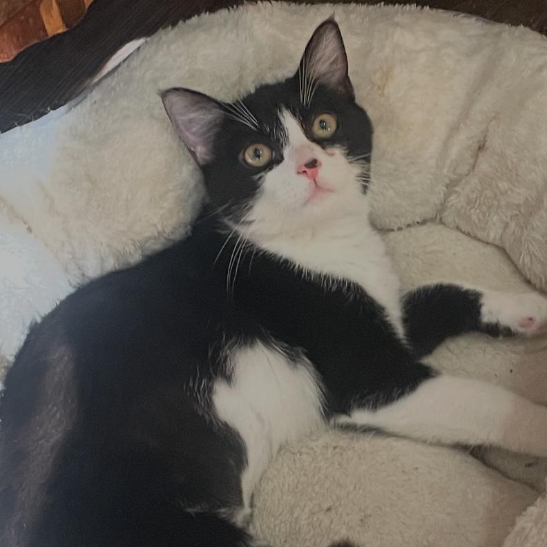 Tammy, Adoptable, Kitten Female Domestic Short Hair.