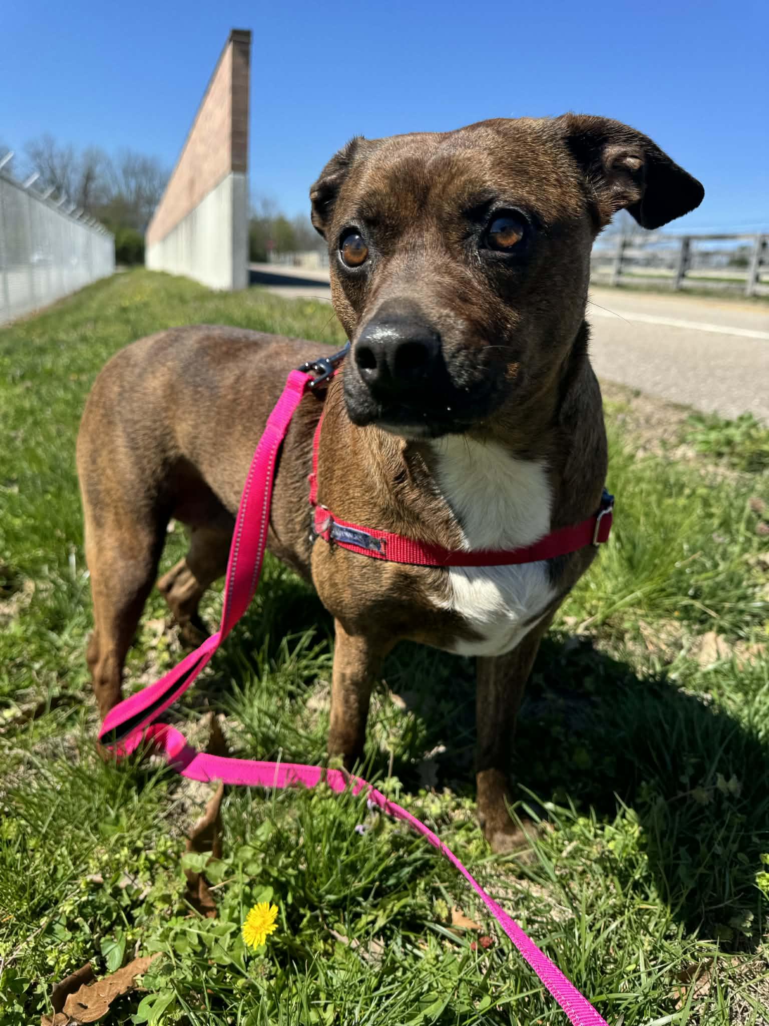 Enlarge Zayda, an adopted mixed breed in Shelbyville, KY image 2/2