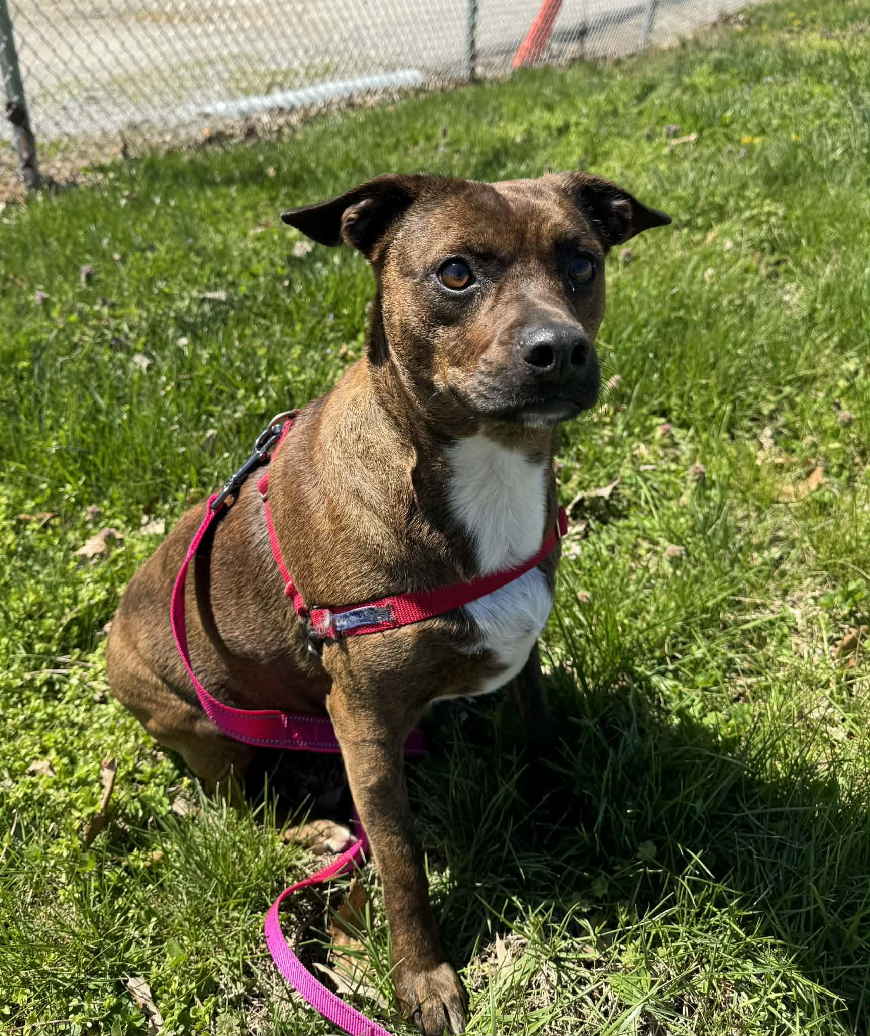 Enlarge Zayda, an adopted mixed breed in Shelbyville, KY image 1/2