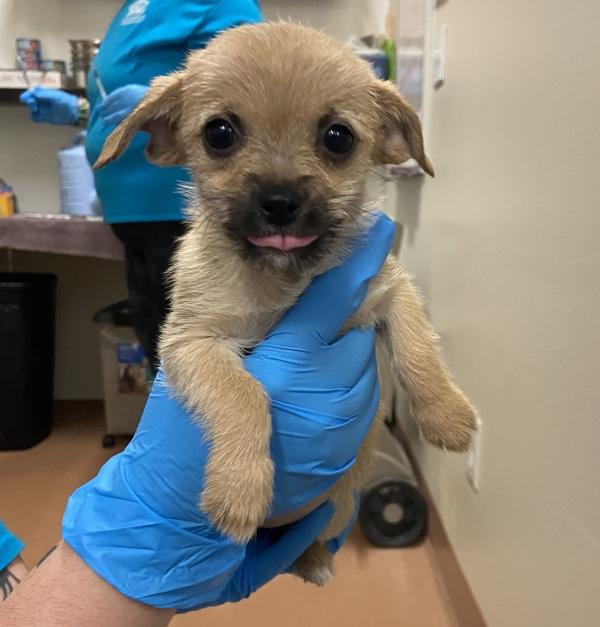 Jisoo, Adoptable, Puppy Female Chihuahua.