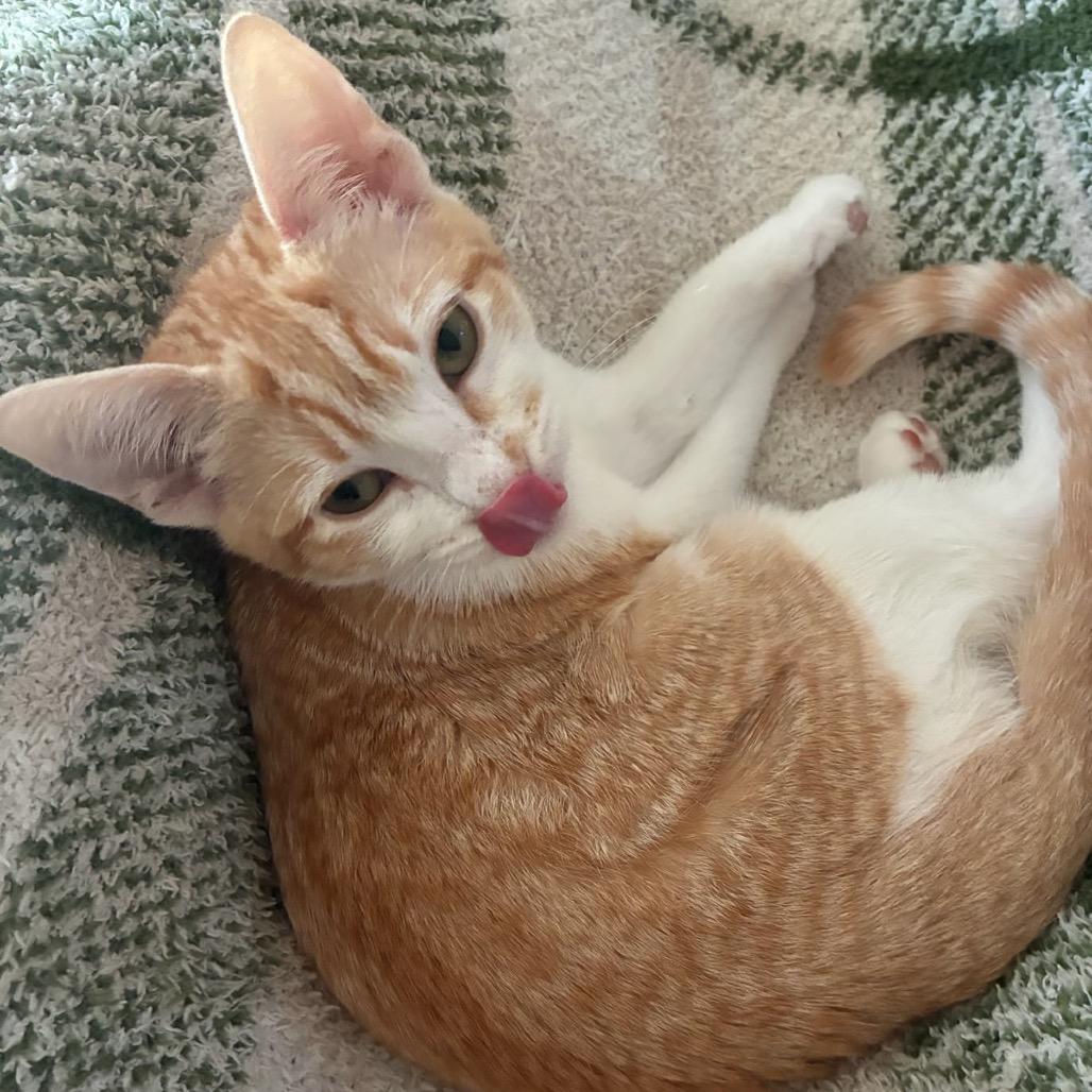 Enlarge Tyler, a Adoptable Domestic Short Hair in Pacific Grove, CA image 2/6