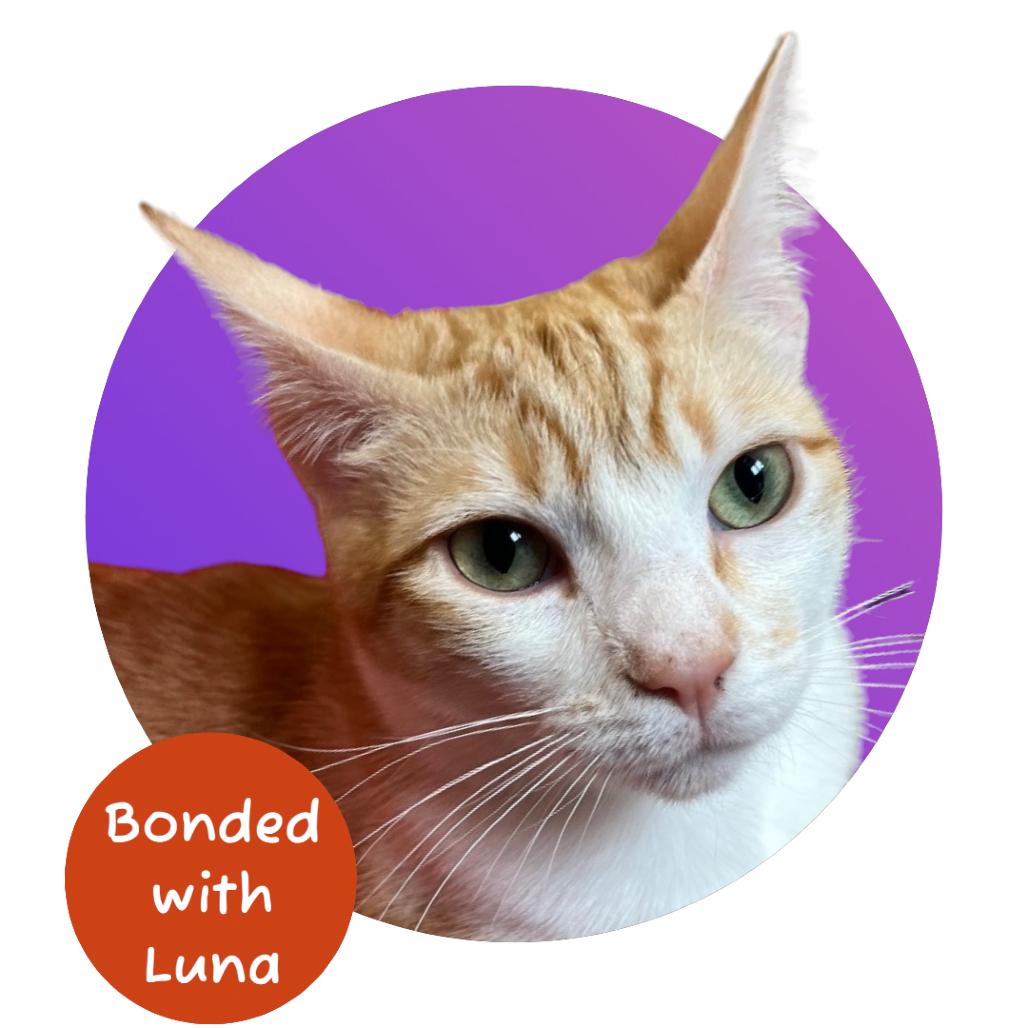 Enlarge Aurora, a Adoptable Domestic Short Hair in Pacific Grove, CA image 3/6