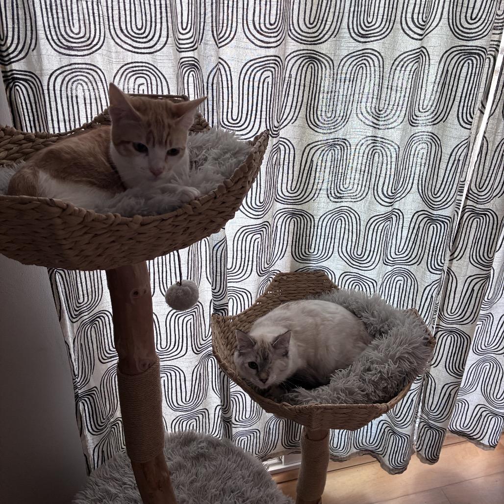 Enlarge Tyler, a Adoptable Domestic Short Hair in Pacific Grove, CA image 3/6