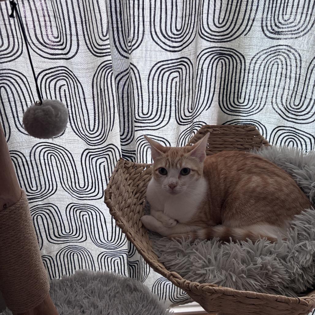 Enlarge Tyler, a Adoptable Domestic Short Hair in Pacific Grove, CA image 4/6