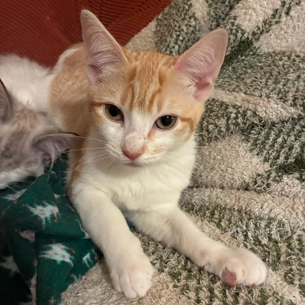 Enlarge Aurora, a Adoptable Domestic Short Hair in Pacific Grove, CA image 5/6