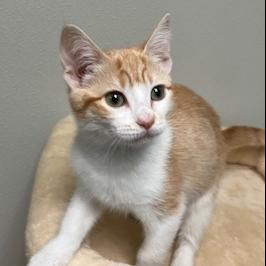 Enlarge Tyler, a Adoptable Domestic Short Hair in Pacific Grove, CA image 6/6