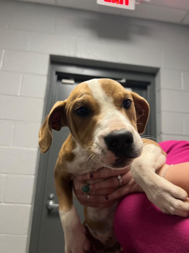 Sweety, Adoptable, Young Female Mixed Breed.