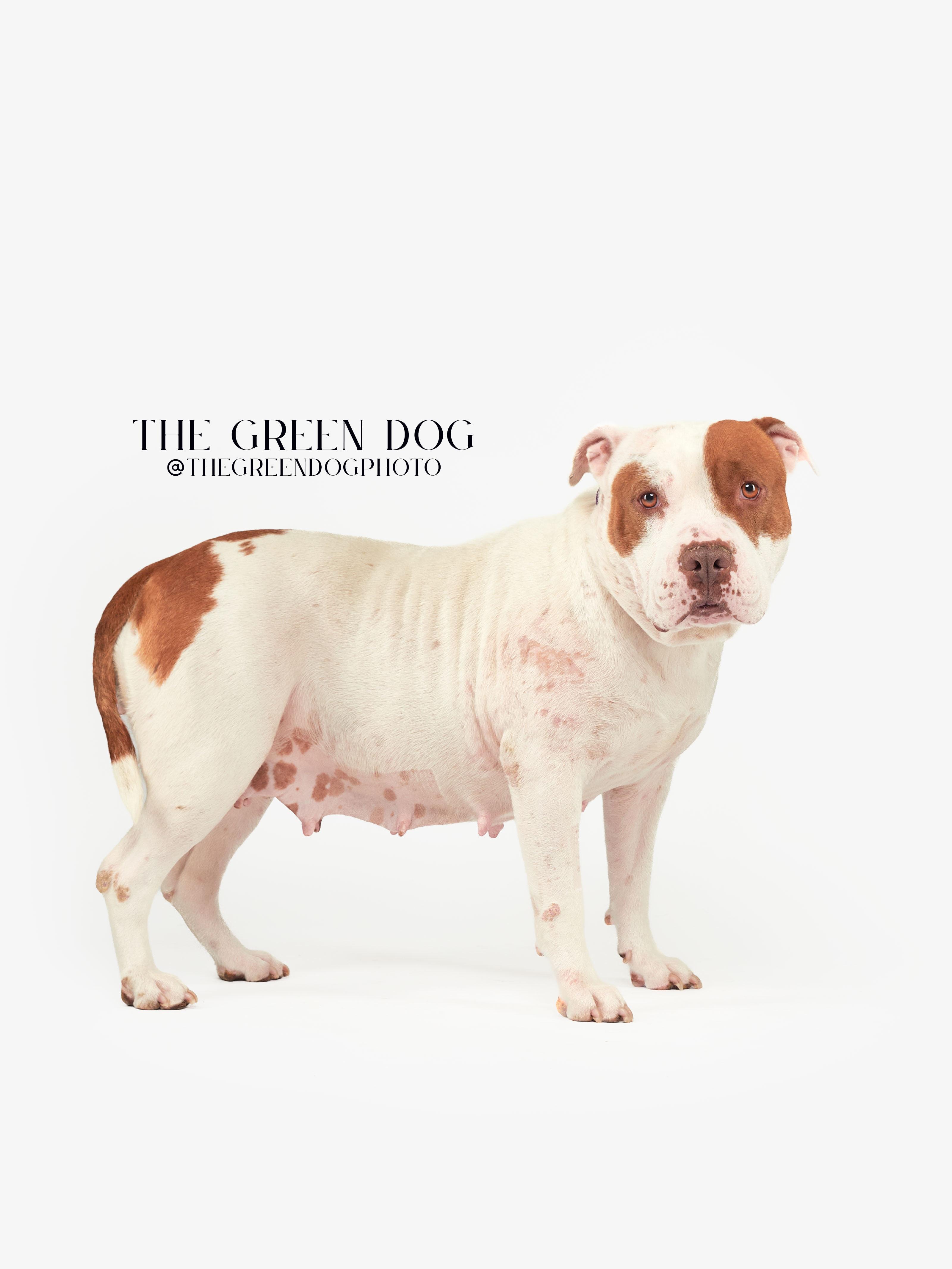 Sandy, Adoptable, Adult Female Pit Bull Terrier.