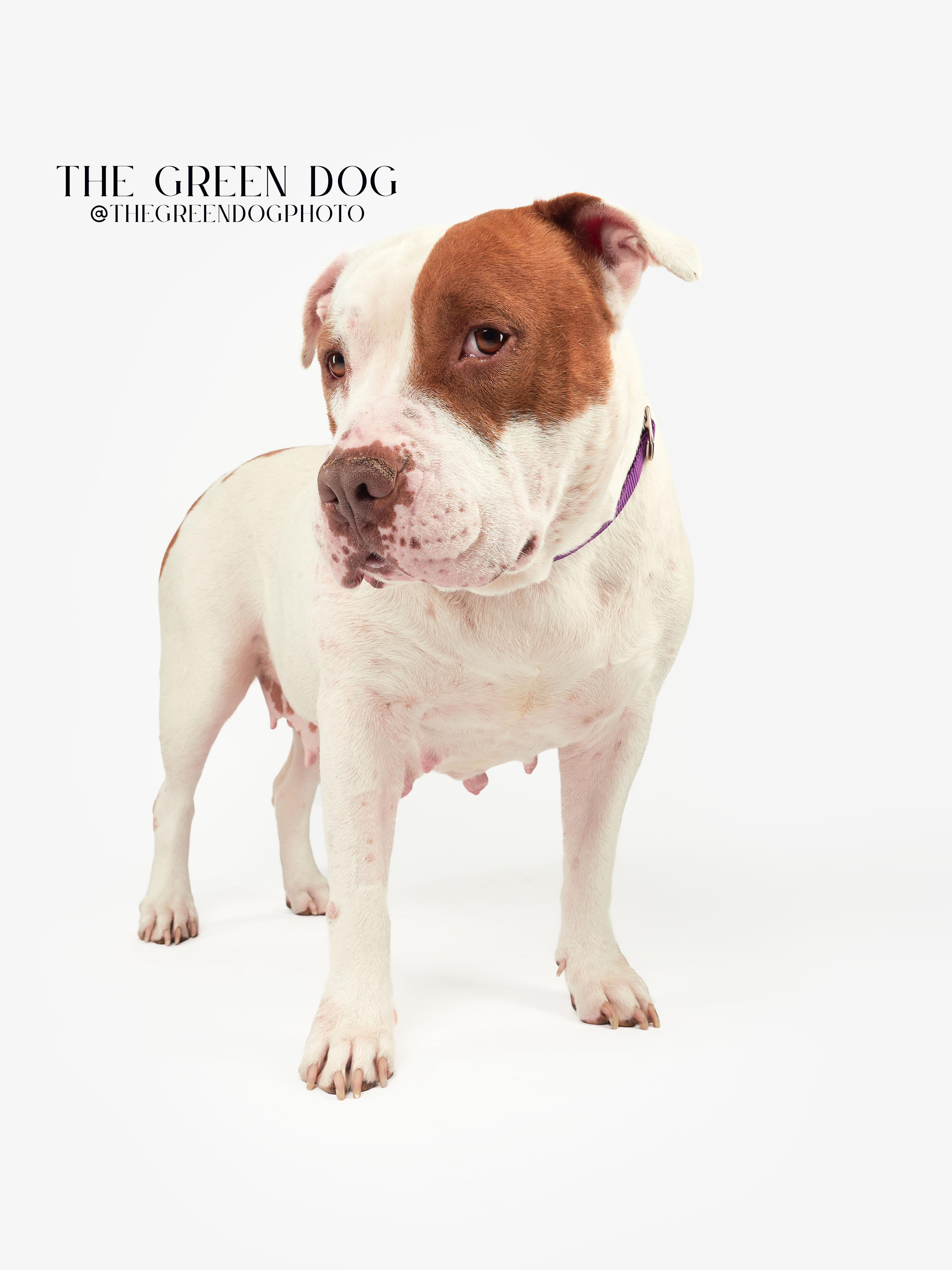 Enlarge Sandy, a Adoptable Pit Bull Terrier in Teterboro, NJ image 3/4