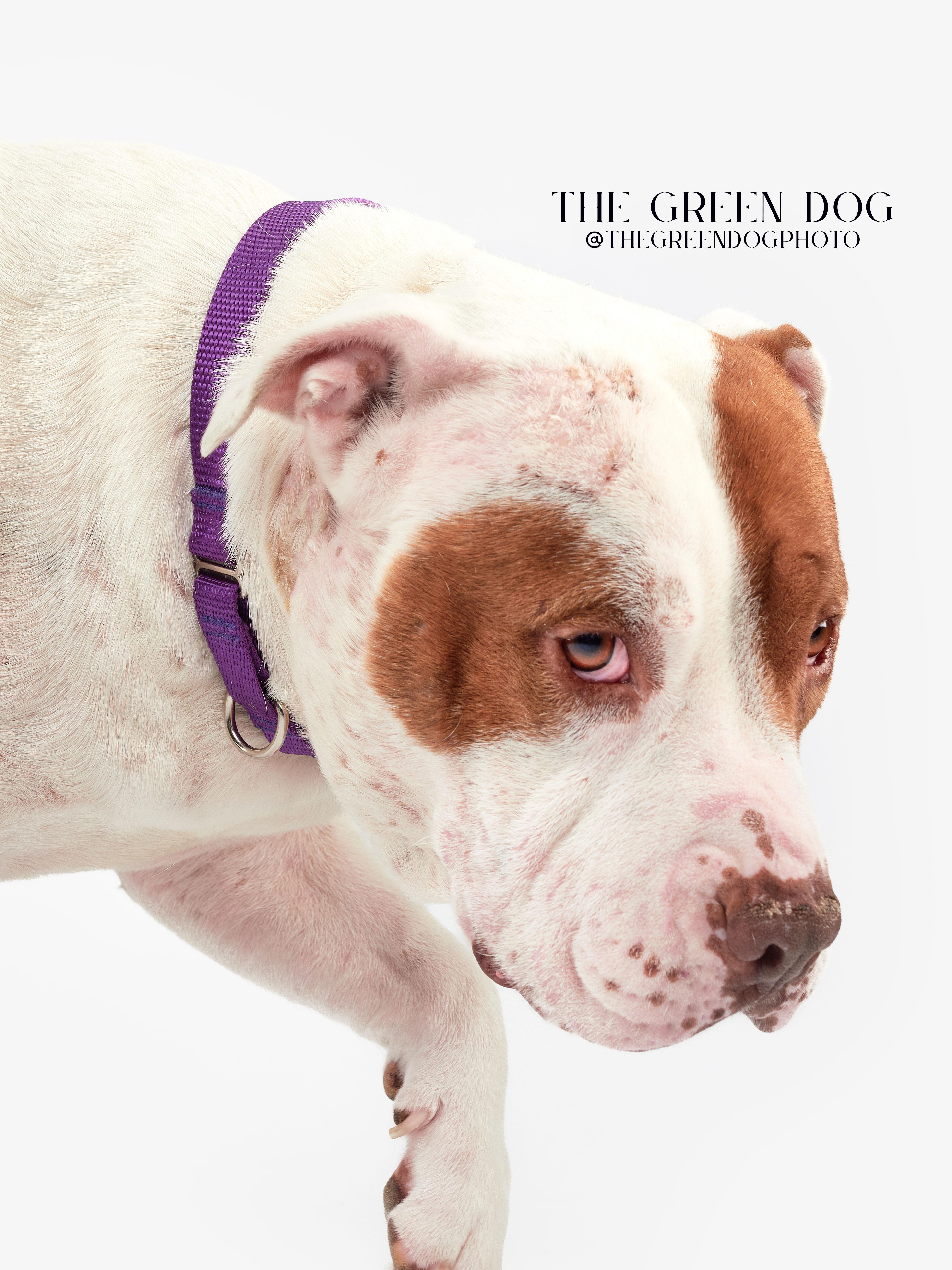 Enlarge Sandy, a Adoptable Pit Bull Terrier in Teterboro, NJ image 2/4