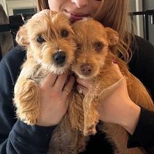 Enlarge Taylor, a Adoptable mixed breed in Chaska, MN image 1/5