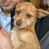 Enlarge Taylor, a Adoptable mixed breed in Chaska, MN image 2/5