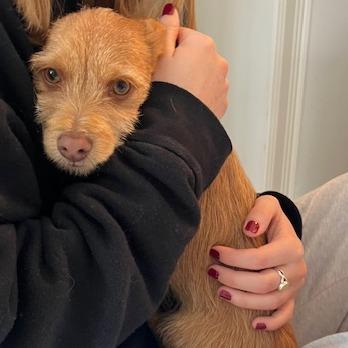 Enlarge Taylor, a Adoptable mixed breed in Chaska, MN image 3/5