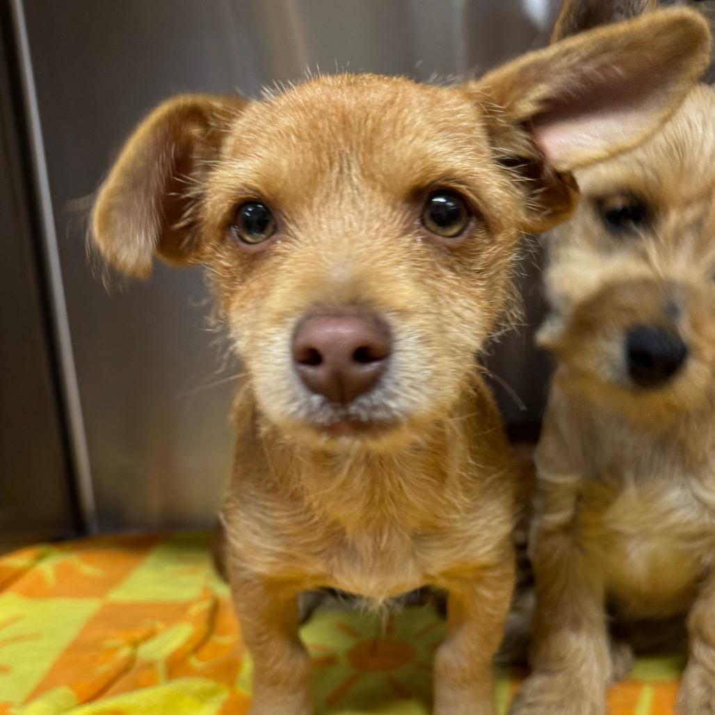 Enlarge Taylor, a Adoptable mixed breed in Chaska, MN image 4/5