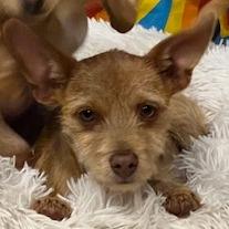 Enlarge Taylor, a Adoptable mixed breed in Chaska, MN image 5/5