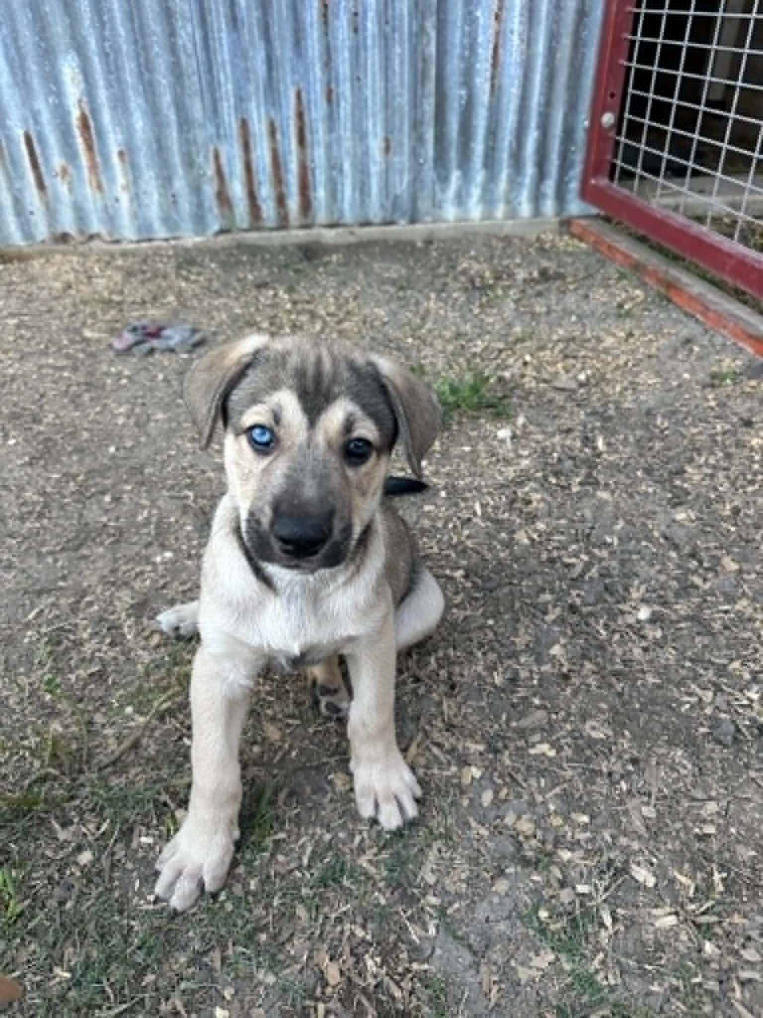 Ronan, adopted, Puppy Male Shepherd & Mixed Breed.