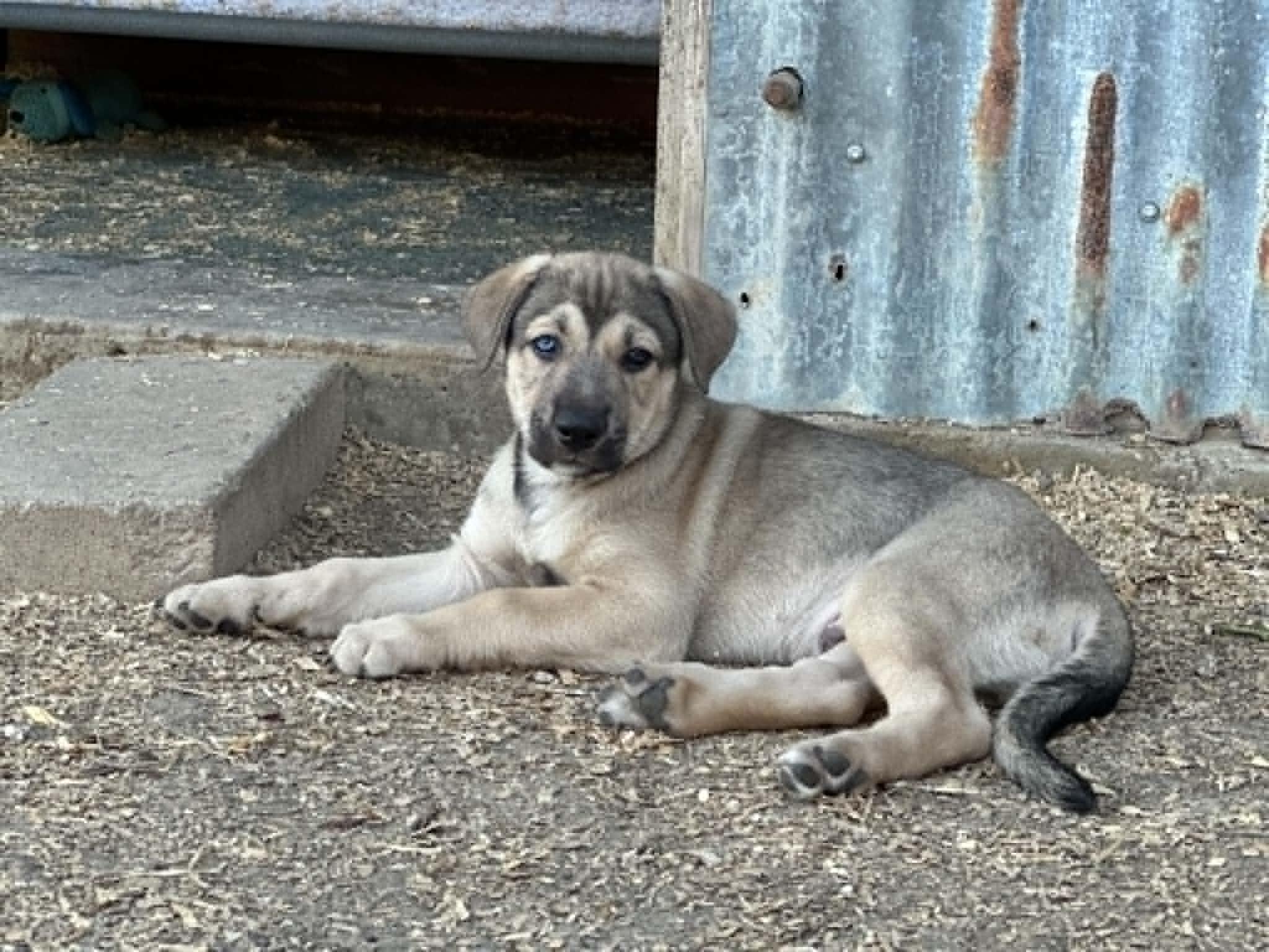 Enlarge Ronan, an adopted mixed breed in Greenfield, MA image 4/6