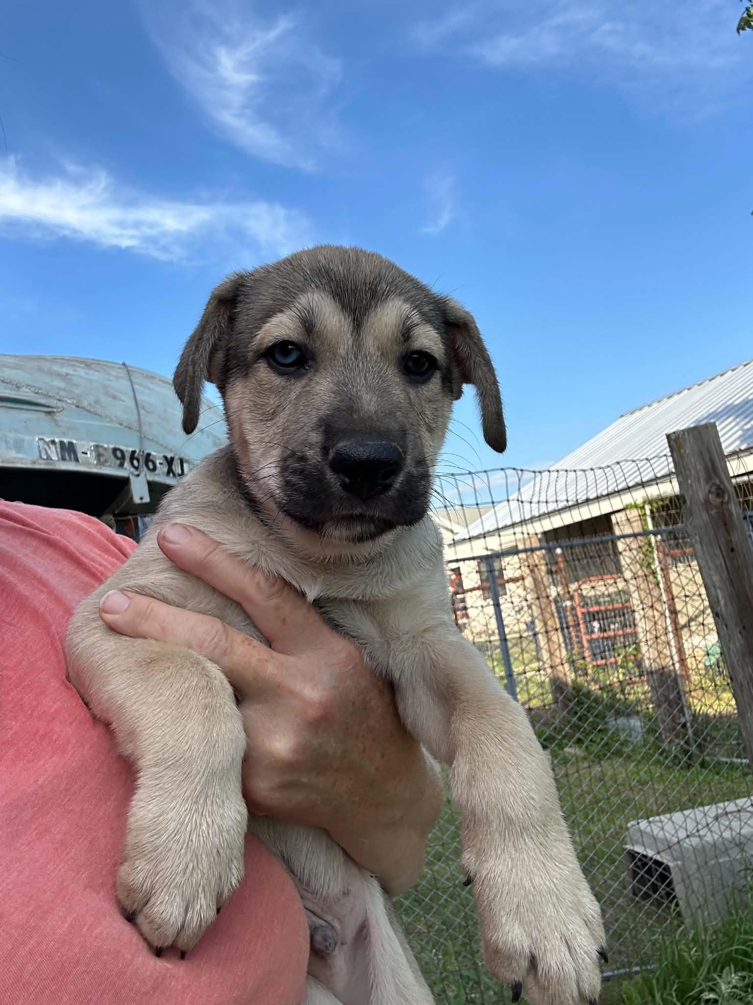 Enlarge Ronan, an adopted mixed breed in Greenfield, MA image 6/6