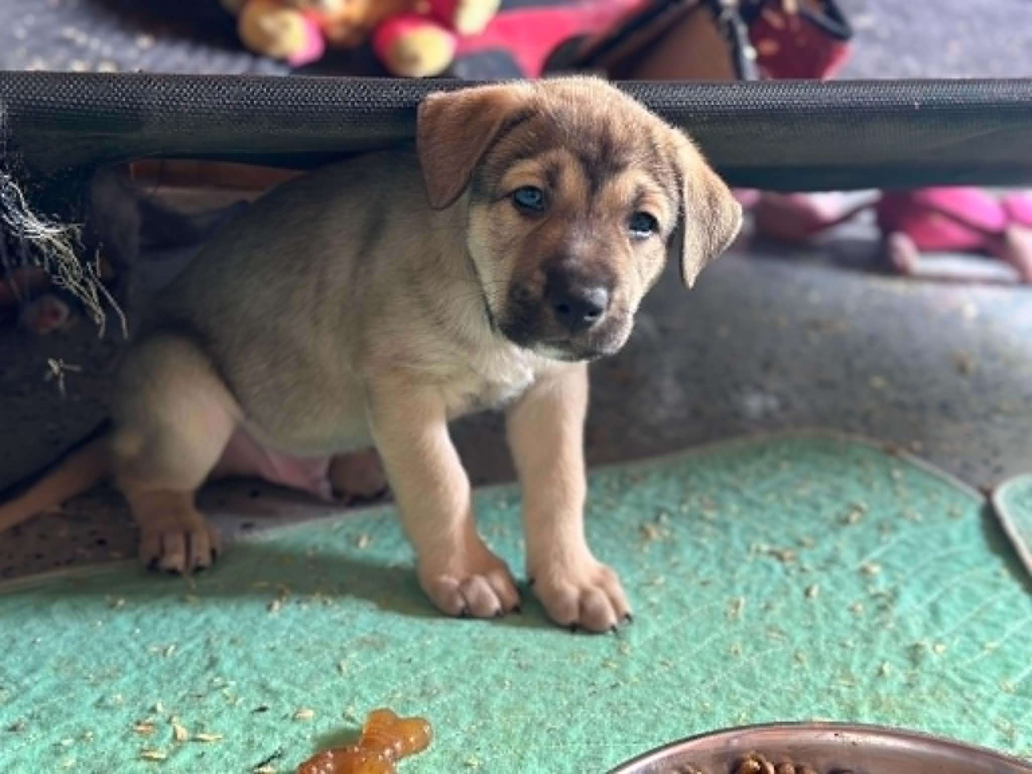 Enlarge Ronan, an adopted mixed breed in Greenfield, MA image 3/6