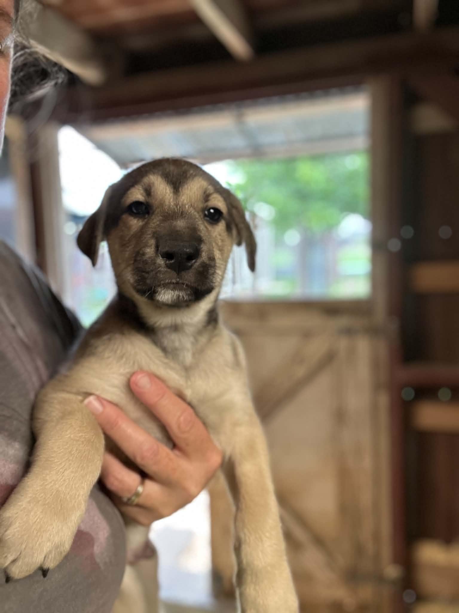 Enlarge Ronan, an adopted mixed breed in Greenfield, MA image 5/6