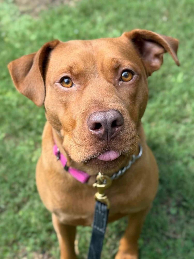 Mama Java, Adoptable, Young Female Pit Bull Terrier & Labrador Retriever.