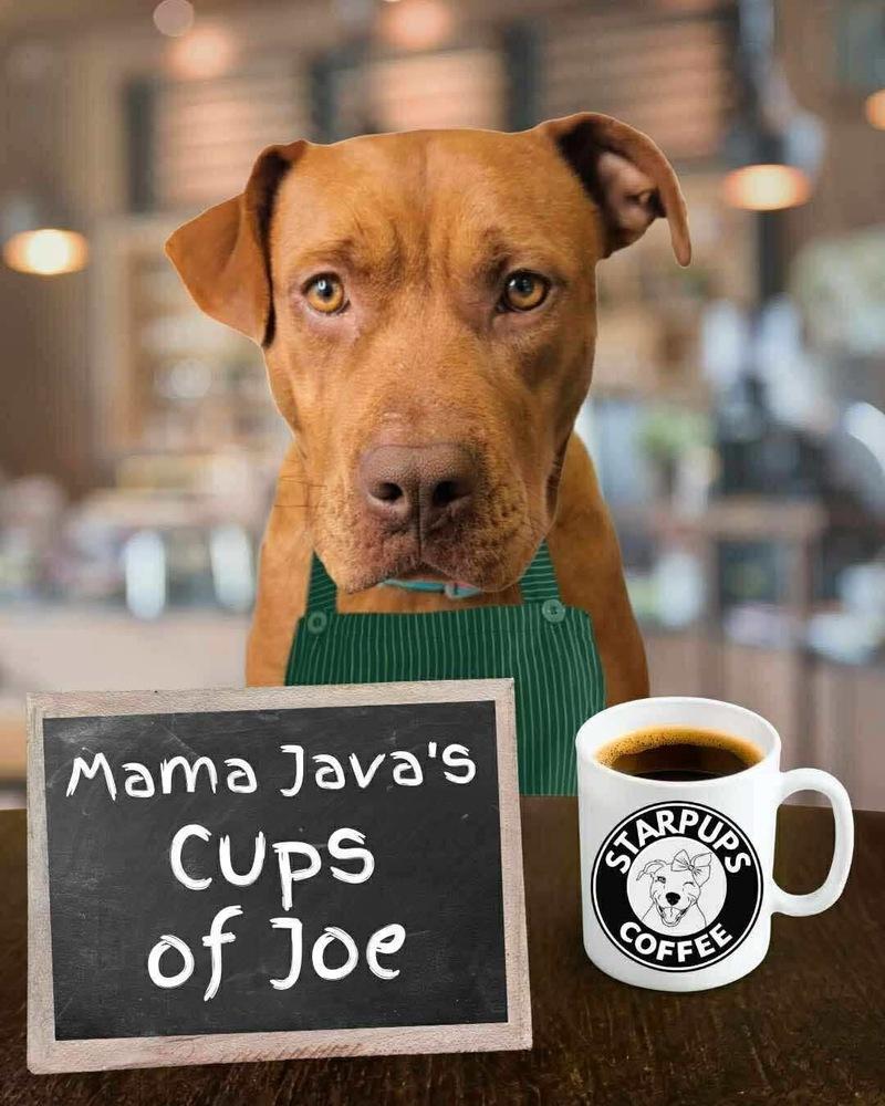 Enlarge Mama Java, a Adoptable mixed breed in Fort Mill, SC image 2/6