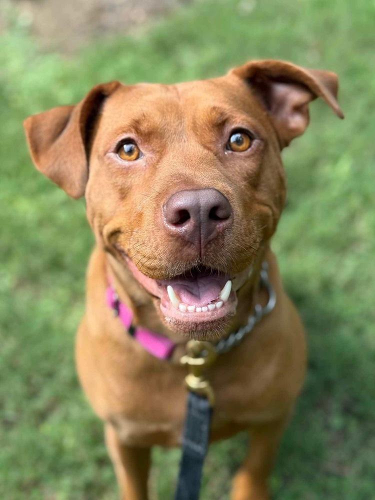 Enlarge Mama Java, a Adoptable mixed breed in Fort Mill, SC image 3/6