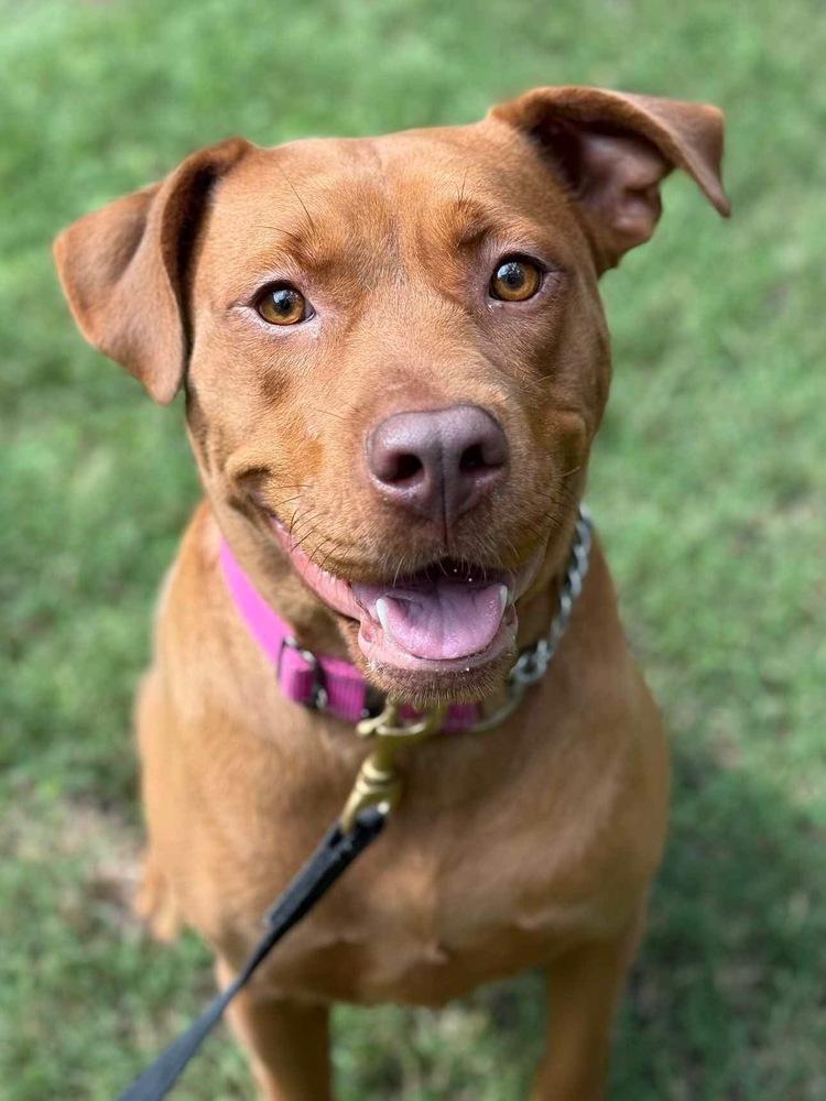 Enlarge Mama Java, a Adoptable mixed breed in Fort Mill, SC image 4/6